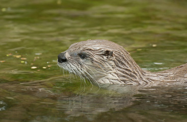 Otter