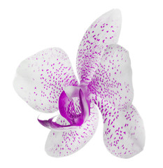 white orchid flower with pink spots