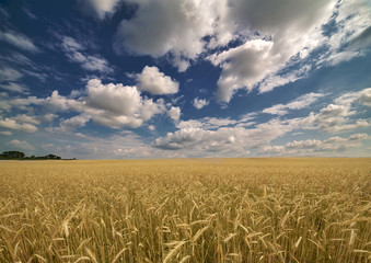 yellow wheat field under blue sky and clouds