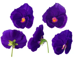 Fotobehang Viooltjes purple pansy flower from different sides