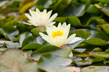 White water lilies