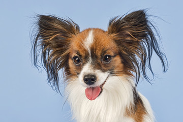 Hunde-Papillon-9944