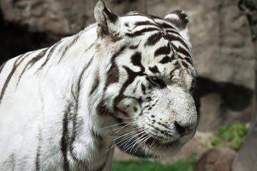 White Tiger