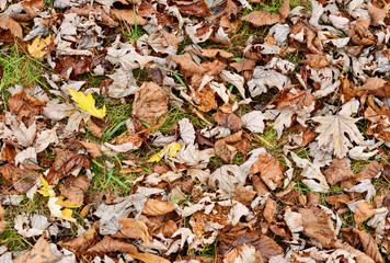 Dry autumn leaves