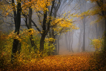 Fairytale foggy forest for child and fantasy books