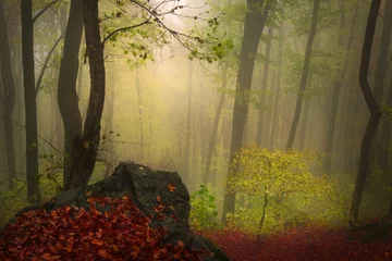 Fotobehang Sprookjesachtig mistig bos voor kinder- en fantasieboeken © bonciutoma