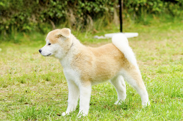 Akita Inu