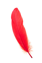 Red feather isolated