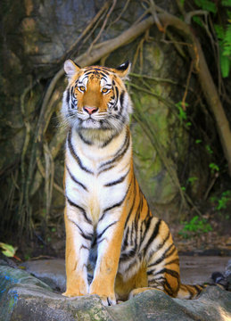 Tiger sit on the rock