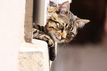 Chat sur Balcon