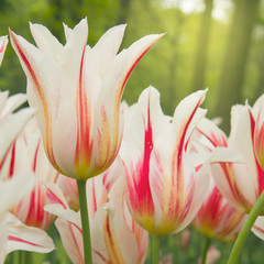 spring  tulips close up