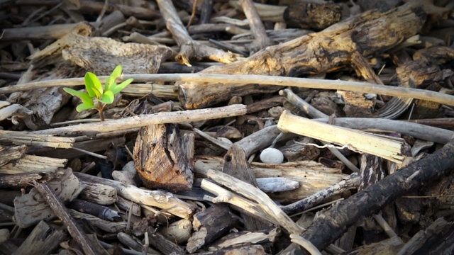 Small plant growing surrounded by old drift wood