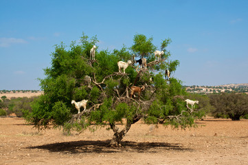 Goats on tree eating argan, in Marocco © Tadan