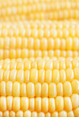 corn background