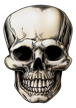 Human Skull Illustration