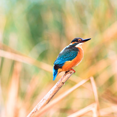 Fototapeta premium factory