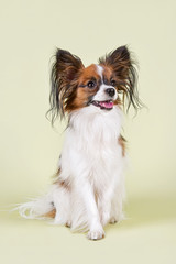Hunde-Papillon-10193