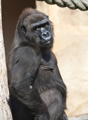 Gorilla