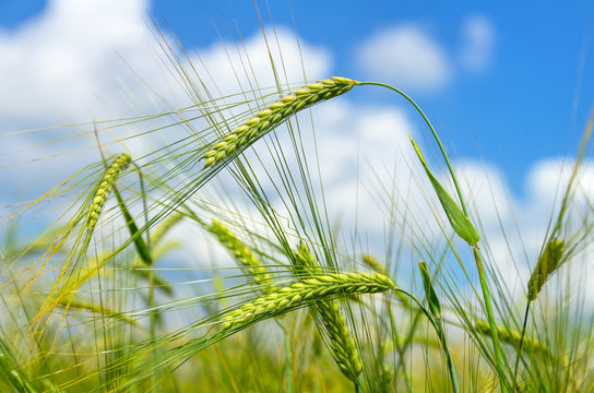 Spikes of barley against the sky