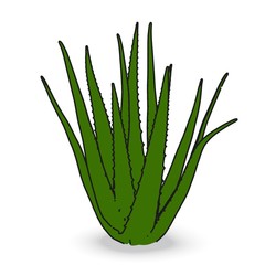 cartoon image of aloe