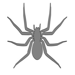 cartoon image of amaurobius spider