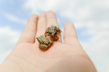 frog