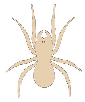 cartoon image of eresus spider