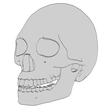 cartoon image of female skull