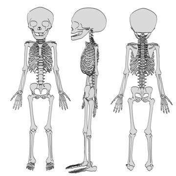 cartoon image of fetus skeleton