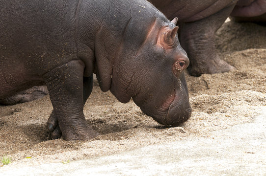 Hippo (Hippopotamus)