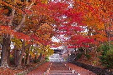 毘沙門堂の紅葉