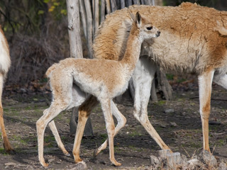 Vicugna (Vicugna vicugna) baby in a zoo