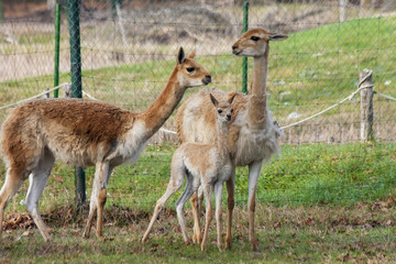 Vicugna (Vicugna vicugna) baby in a zoo