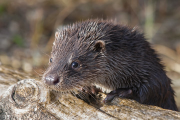 Young European otter (Lutra lutra)