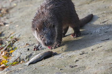 Young European otter (Lutra lutra) eats a catched fish