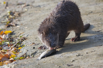 Young European otter (Lutra lutra) eats a catched fish