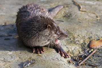 Young European otter (Lutra lutra)