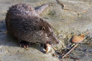Young European otter (Lutra lutra) eats a catched fish