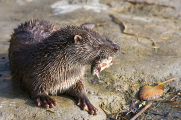 Young European otter (Lutra lutra) eats a catched fish