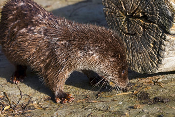 Young European otter (Lutra lutra)