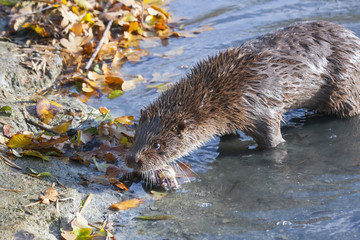 Young European otter (Lutra lutra)