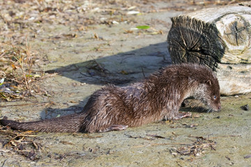 Young European otter (Lutra lutra)