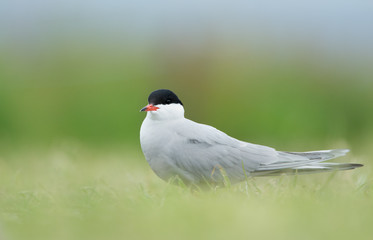 Common Tern, artic tern