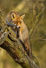 Red fox climbs a tree