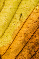 Yellow leaf