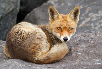 Red fox standing in a winter landscape