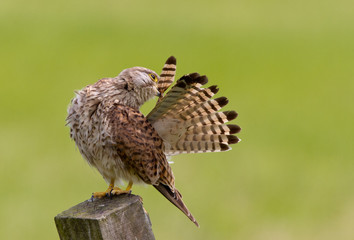 European Common Kestrel