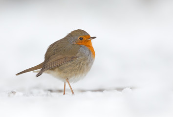 Winter robin bird