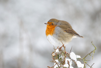 Robin bord in wintertime