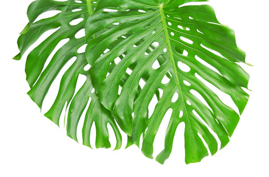 Fototapeta Two bright tropical leaves